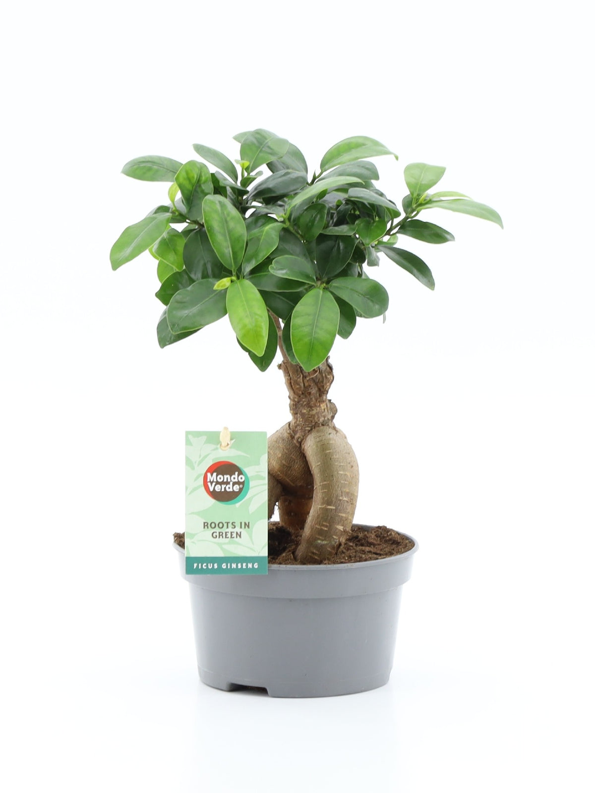 Ficus Ginseng 30cm 13cm Pot