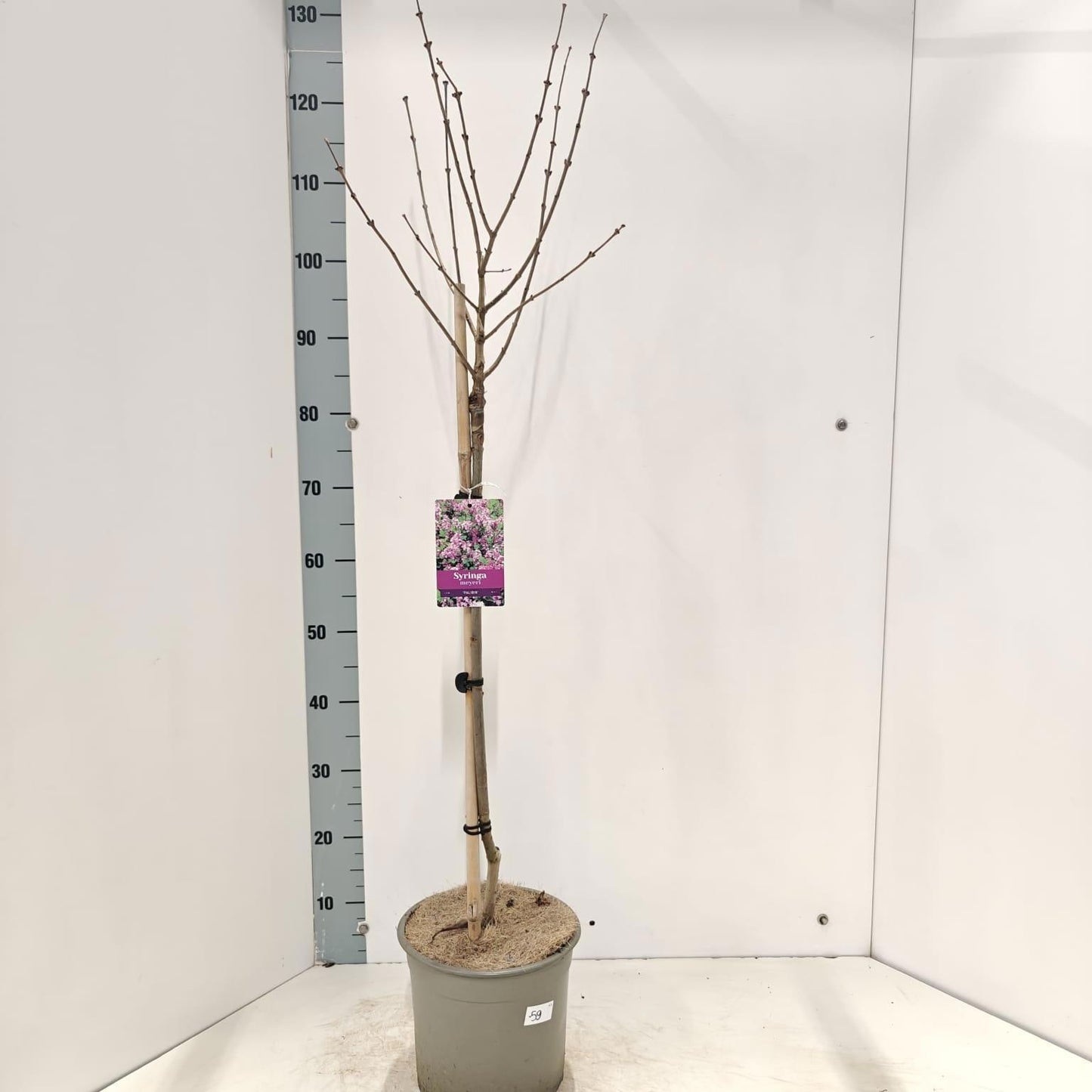 Syringa meyeri Palibin 80cm 23cm Pot