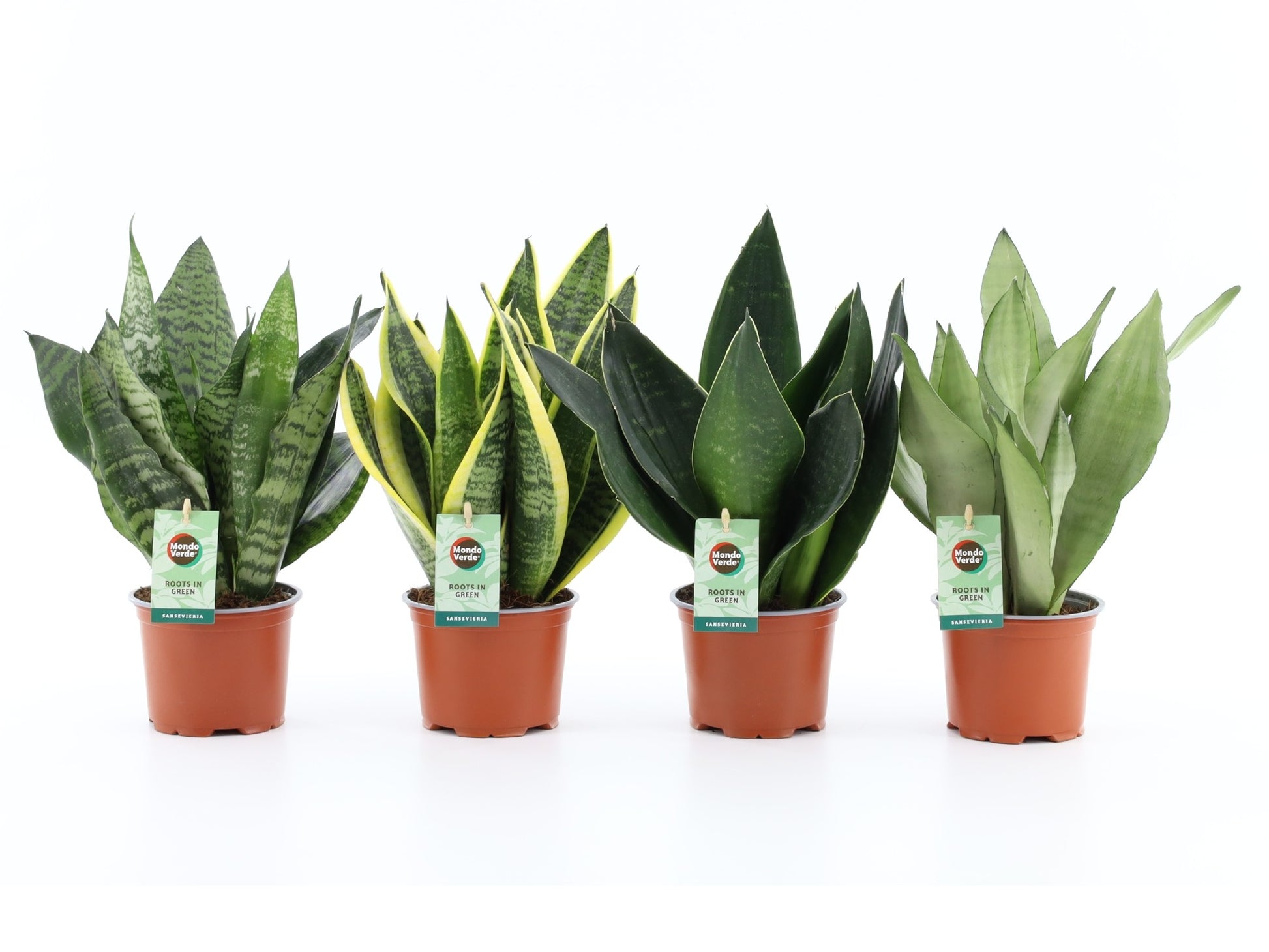 Mondo Verde (Bakker) Sansevieria Pack of 10