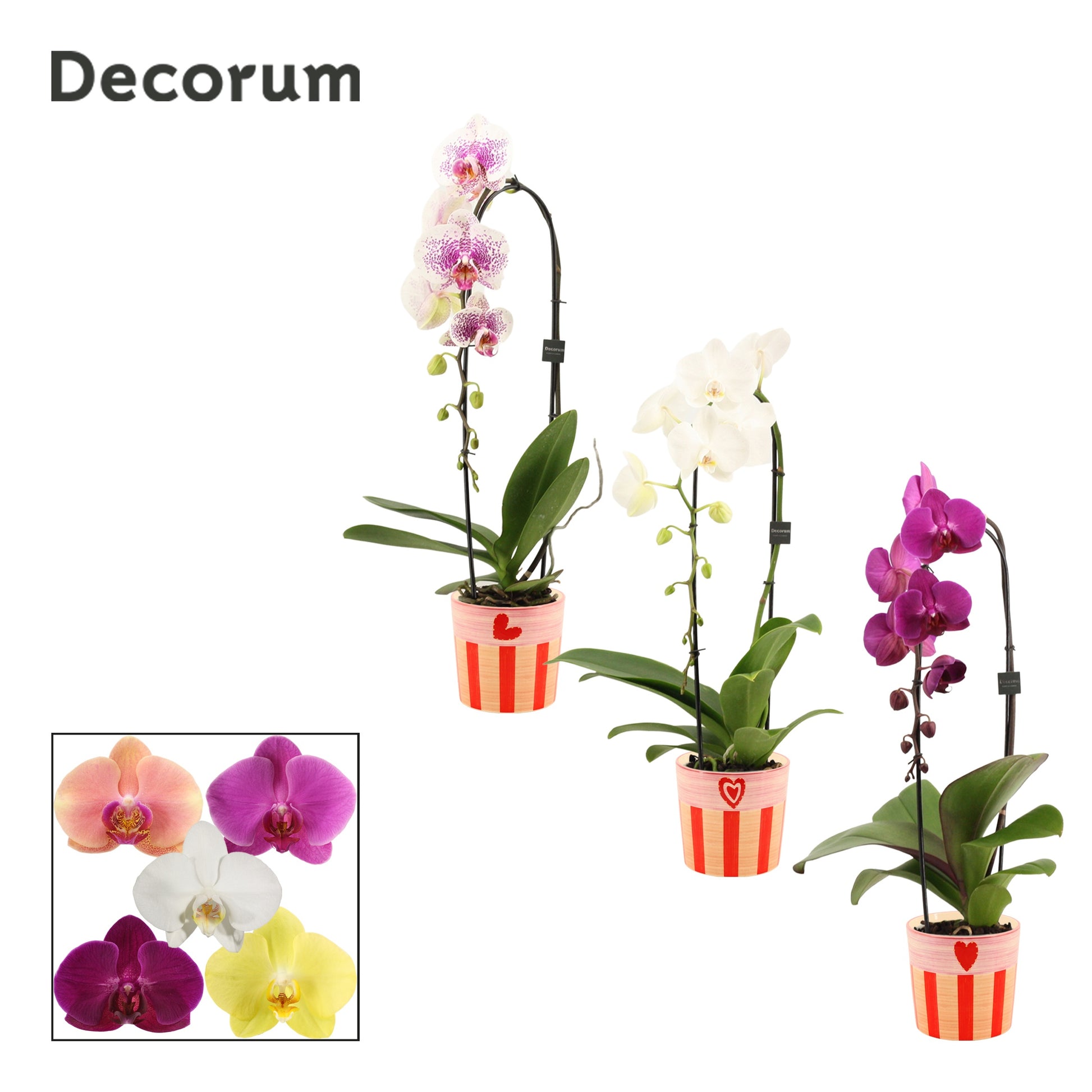 Phalaenopsis mix 55cm 12cm Pot