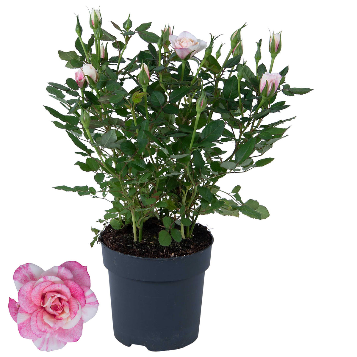 Rosa victory Piia 28cm 10.5cm Pot