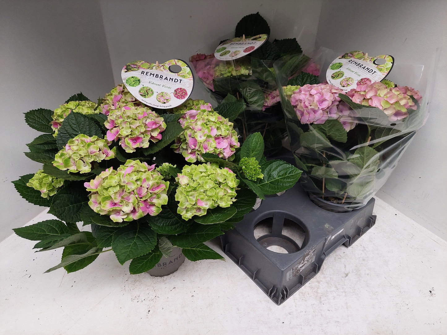 Hydrangea macr. Rembrandt Vibrant Verde 40cm 15cm Pot
