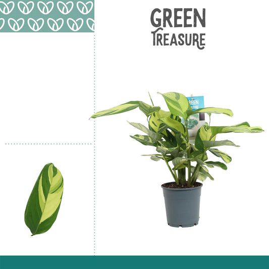 Vreugdenhil Bulbs & Plants Ctenanthe Golden Mosaic Pack of 6
