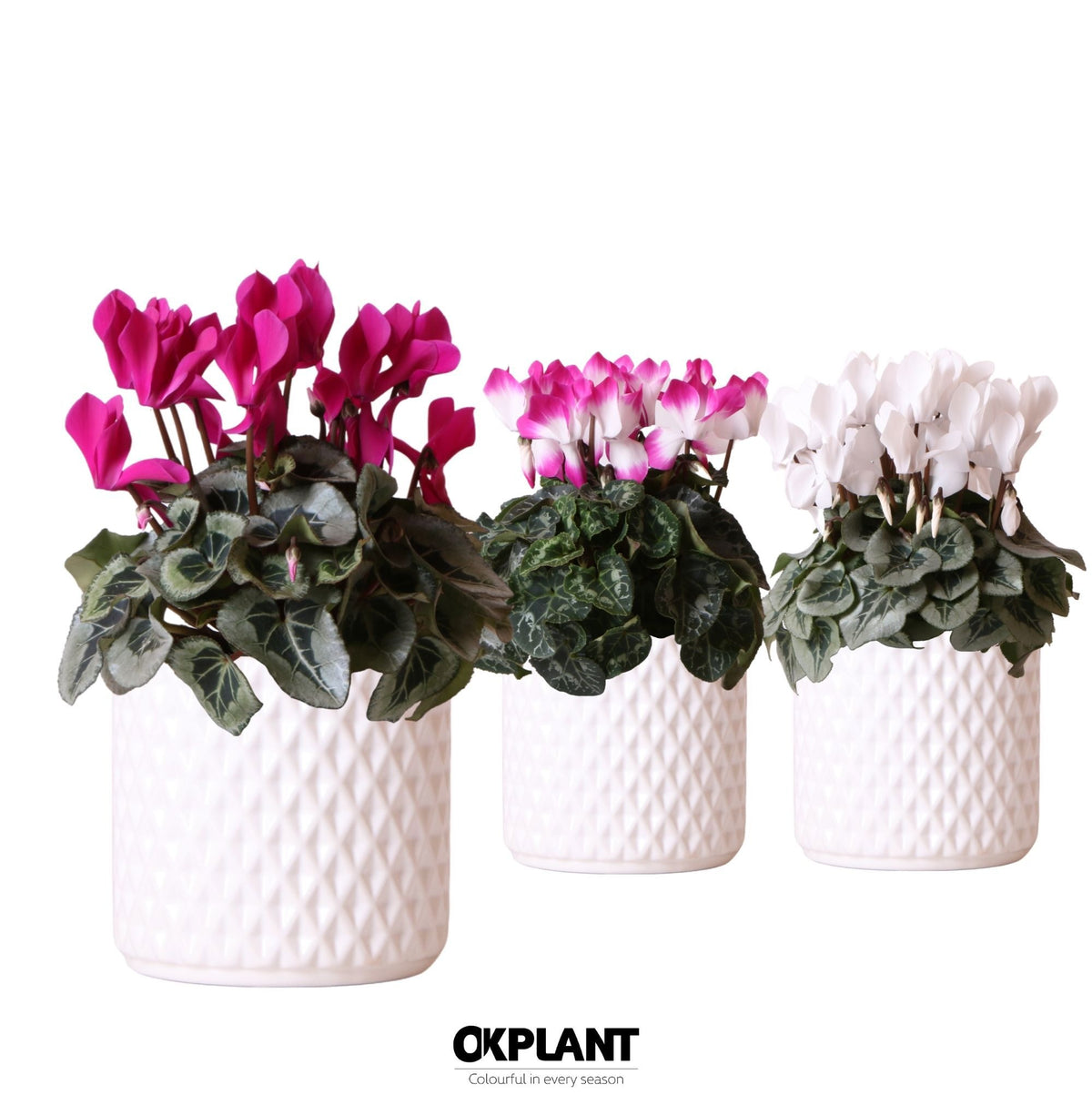 Cyclamen mix (+ drp.ceramic) 25cm 12cm Pot