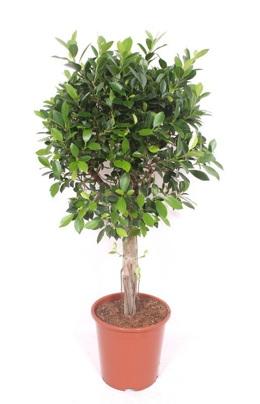 Ficus benjamina 120cm 27cm Pot