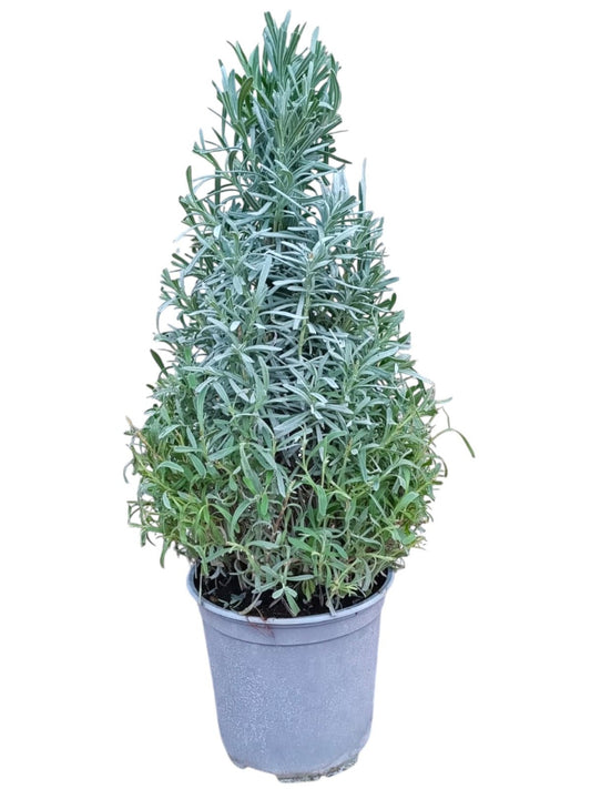 Lavandula angustifolia 50cm 18cm Pot