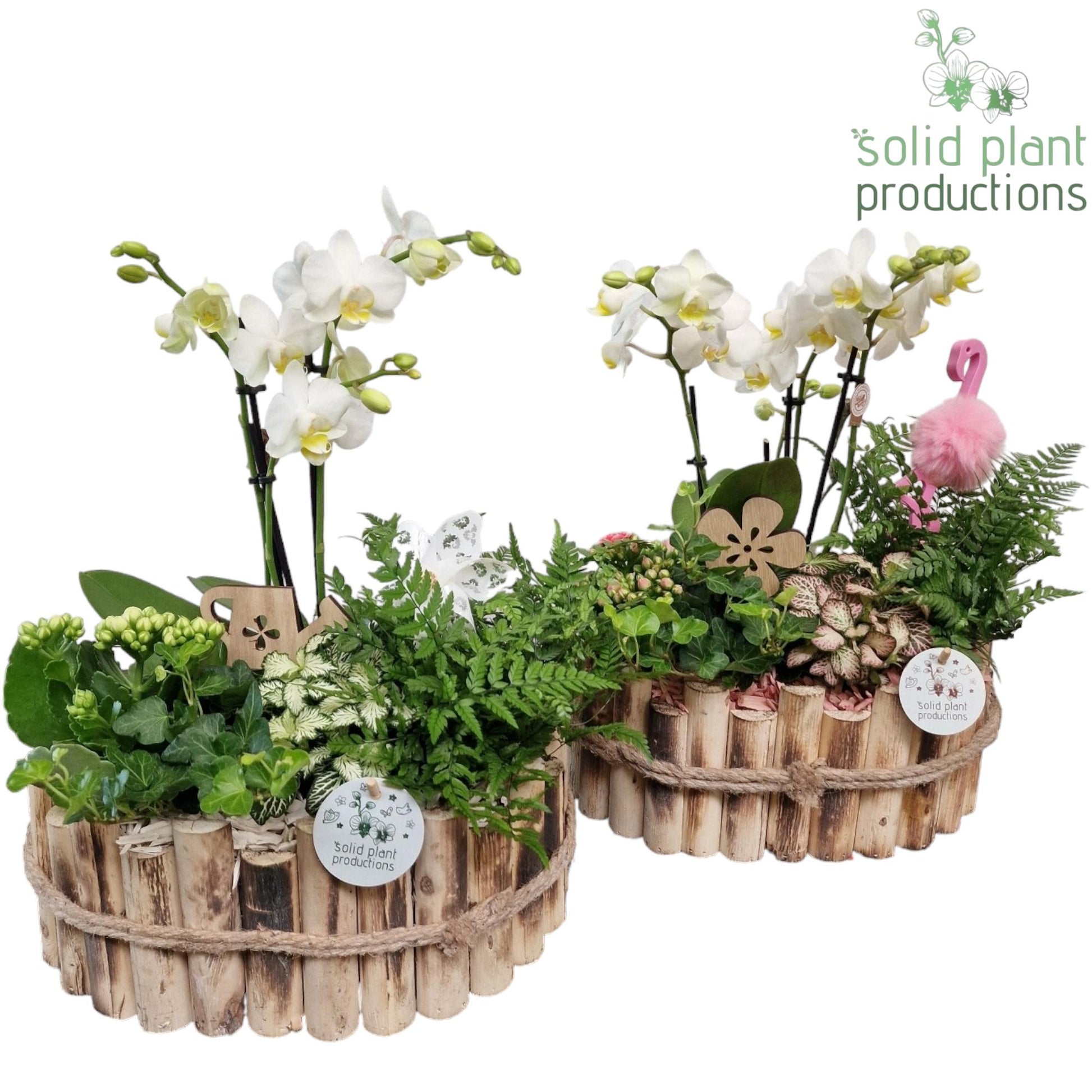 Solid Plant Productions HPH007 Bologna Large White/Pink Mix Pack of 2