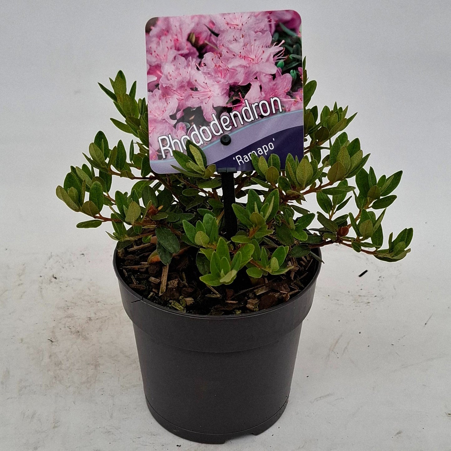Rhododendron Ramapo 15cm 13cm Pot