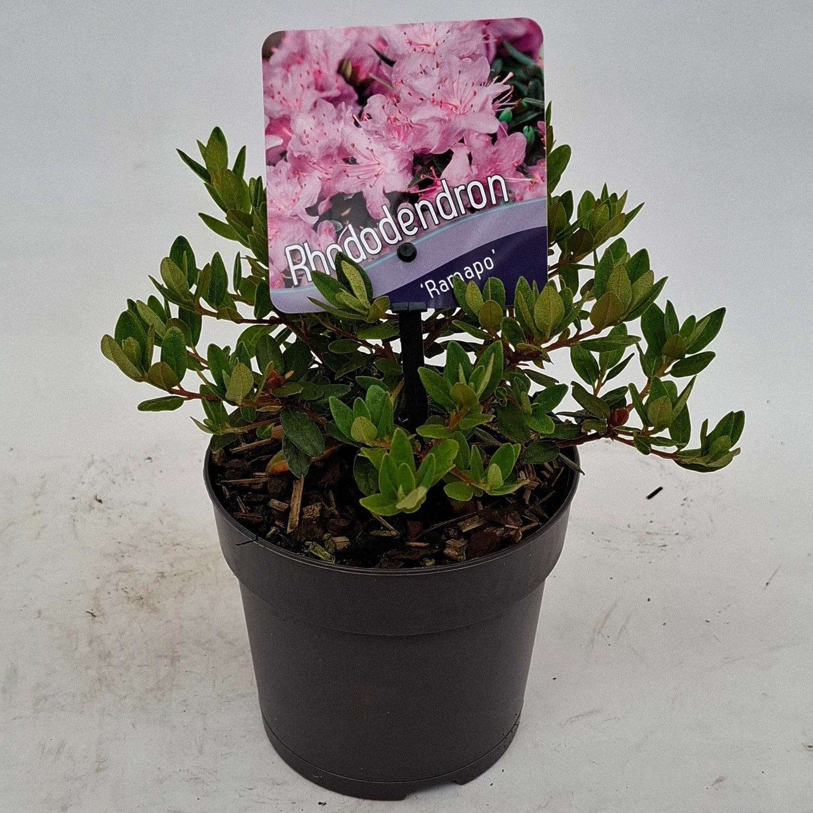 Rhododendron Ramapo 15cm 13cm Pot