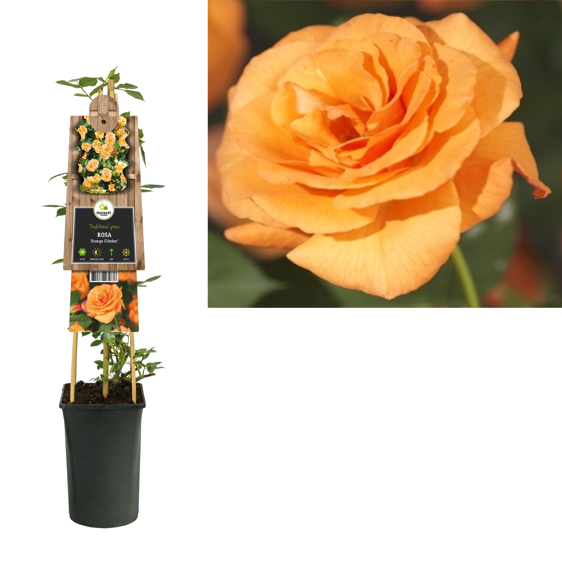 Rosa orange 75cm 17cm Pot