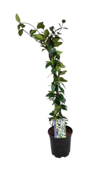 Trachelospermum jasminoides 70cm 15cm Pot