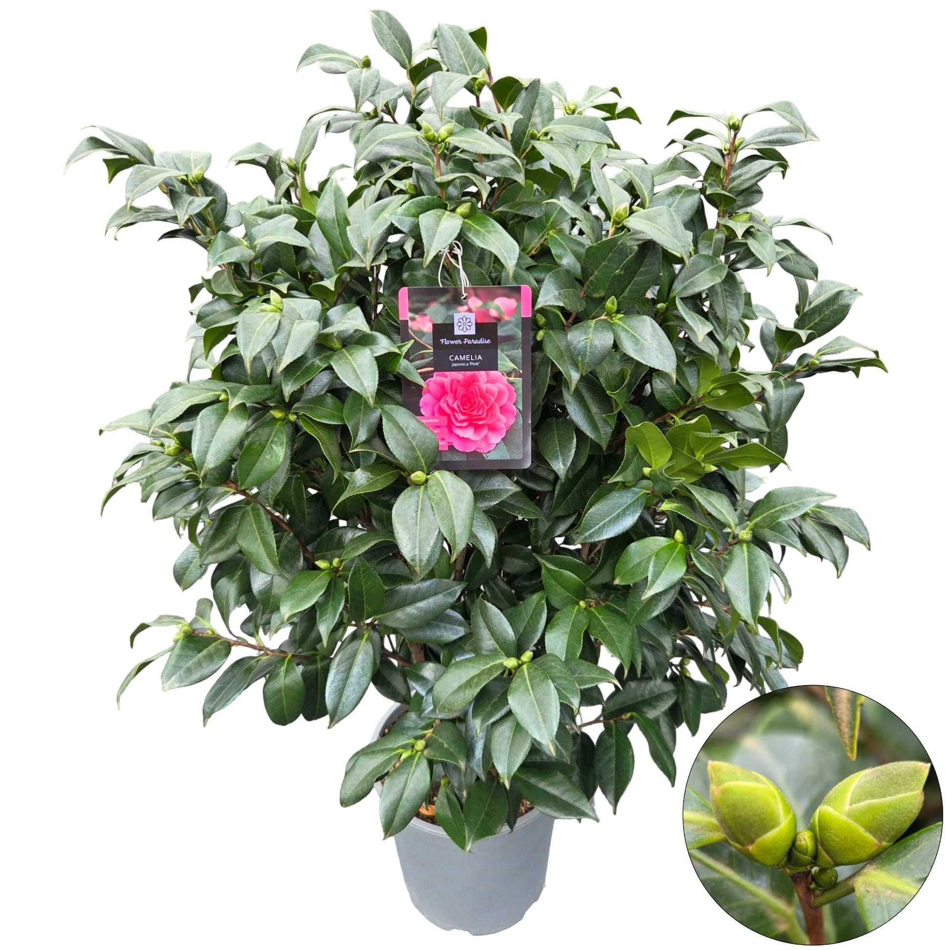 Camellia japonica 120cm 29cm Pot