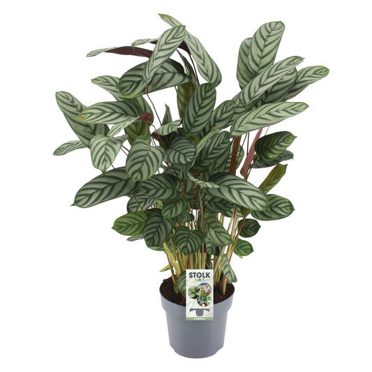 ctenanthe-compactstar-60cm-17cm-pot