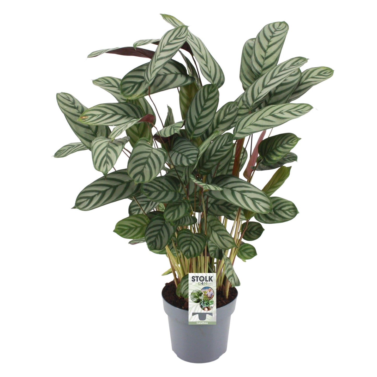 Stolk G4M Plants Ctenanthe Compactstar Pack of 6