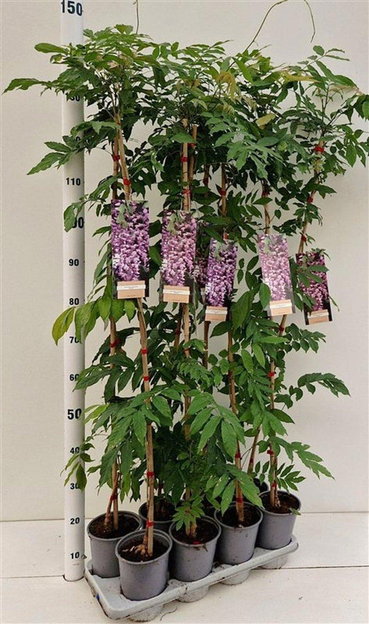 Wisteria floribunda 100cm 14cm Pot