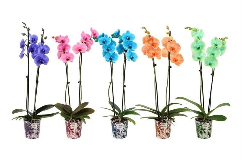 Phalaenopsis Hybrid 55cm 12cm Pot