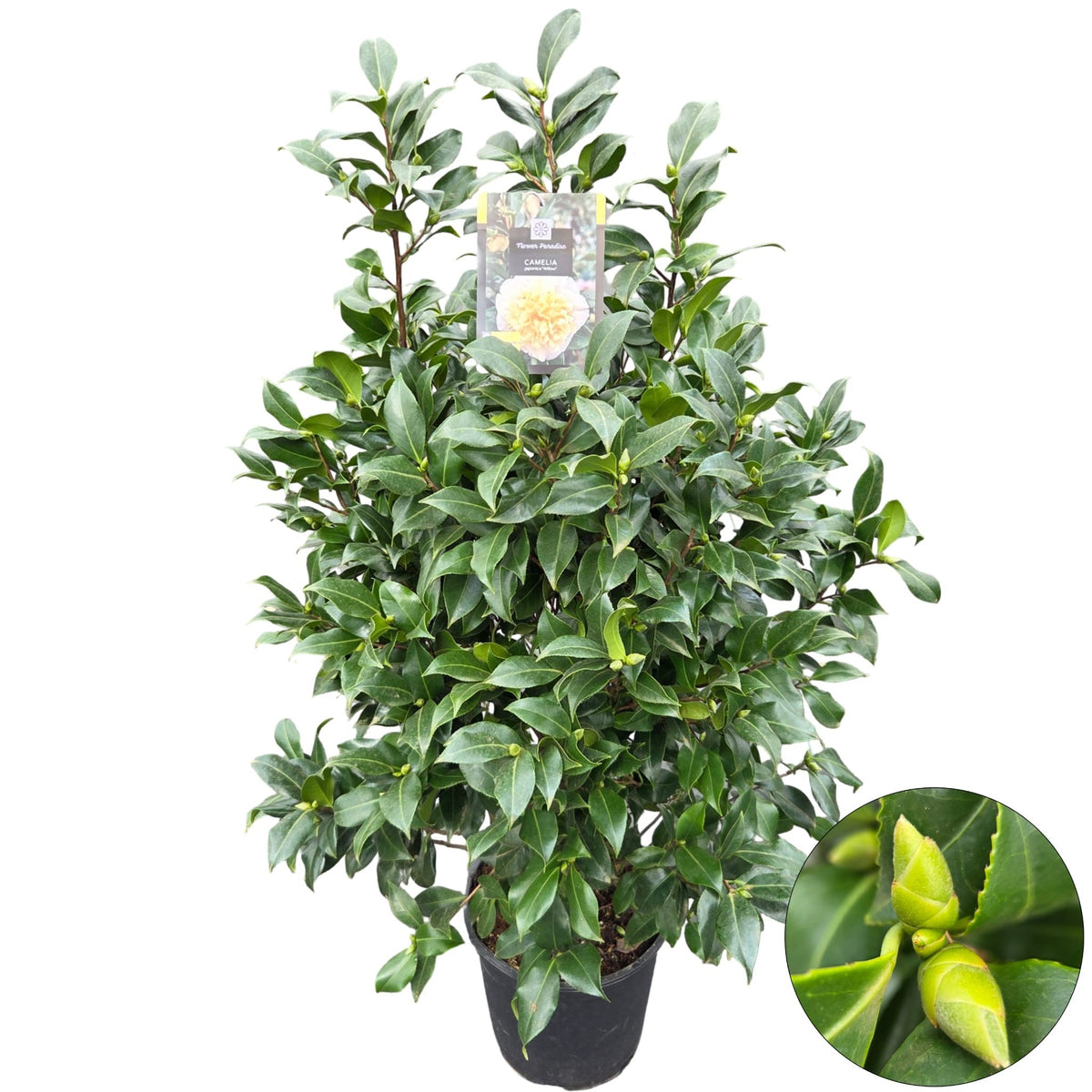 Camellia japonica 120cm 29cm Pot