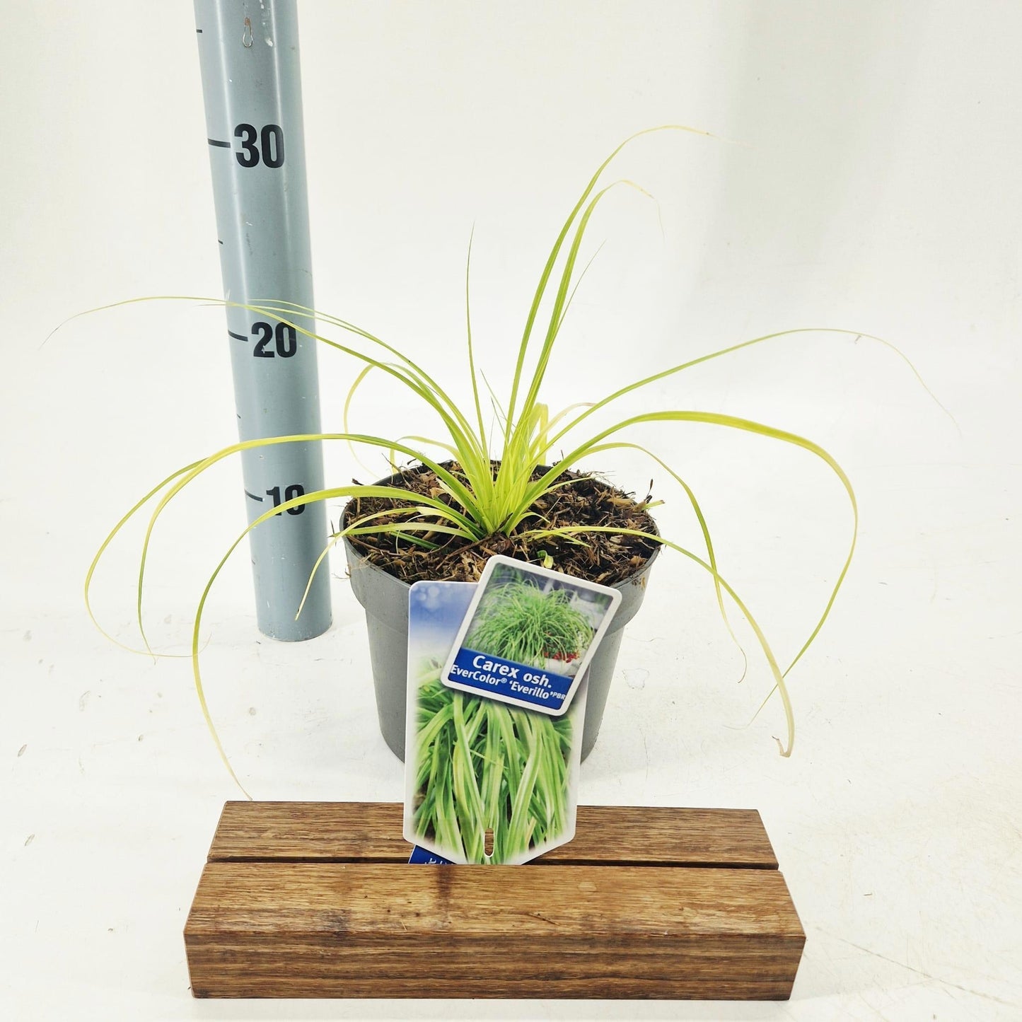 Carex osh. Evercolor Everillo 35cm 17cm Pot
