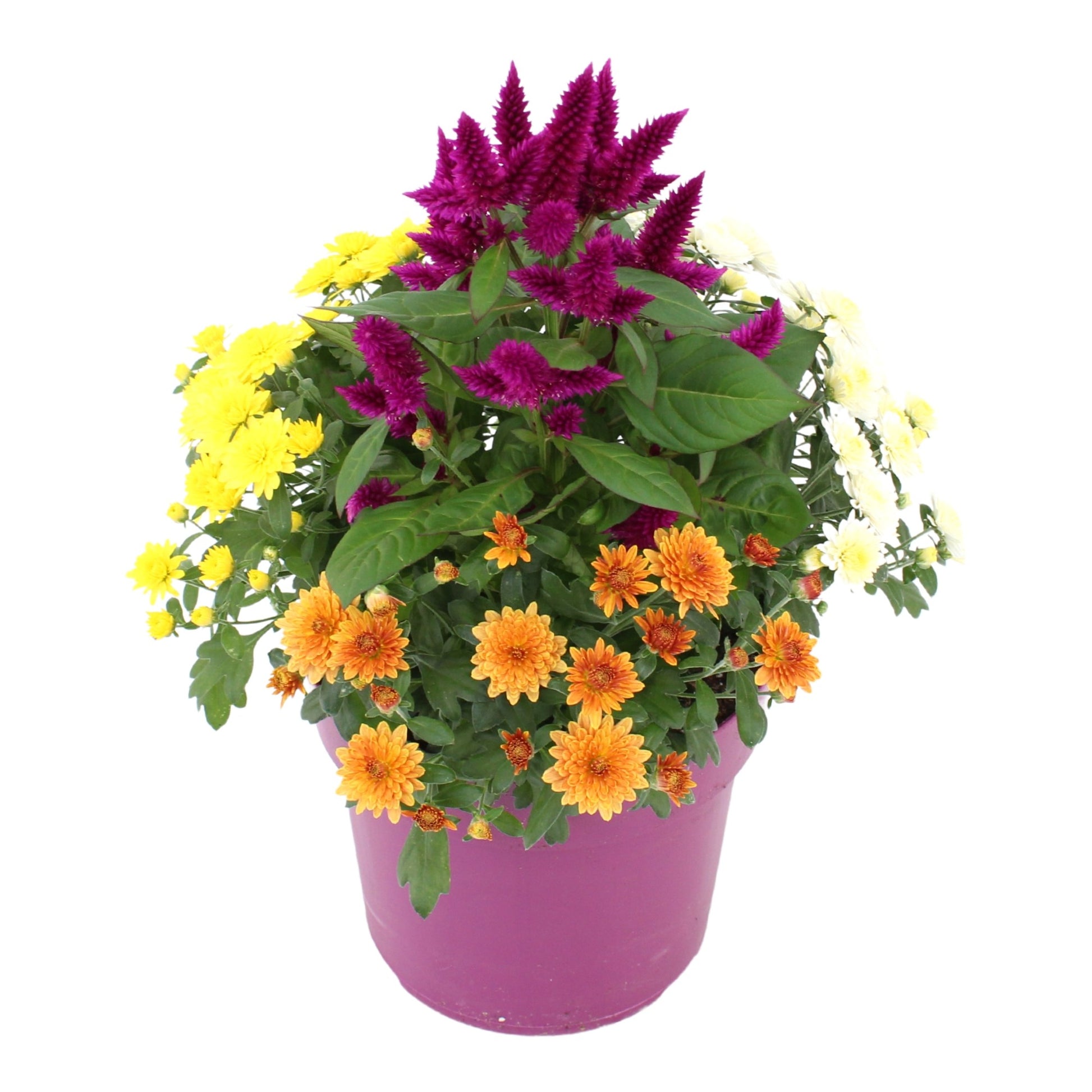 arr. Abbracci Donna 38cm 19cm Pot