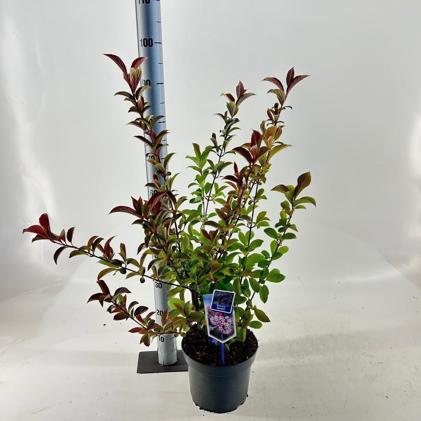 Viburnum farreri 60cm 23cm Pot