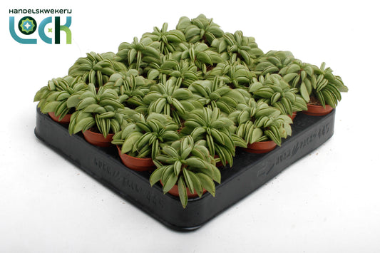 Peperomia Happy Bean 10cm 5.5cm Pot