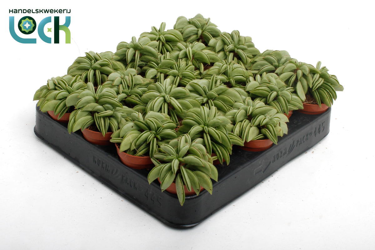 Peperomia Happy Bean 10cm 5.5cm Pot