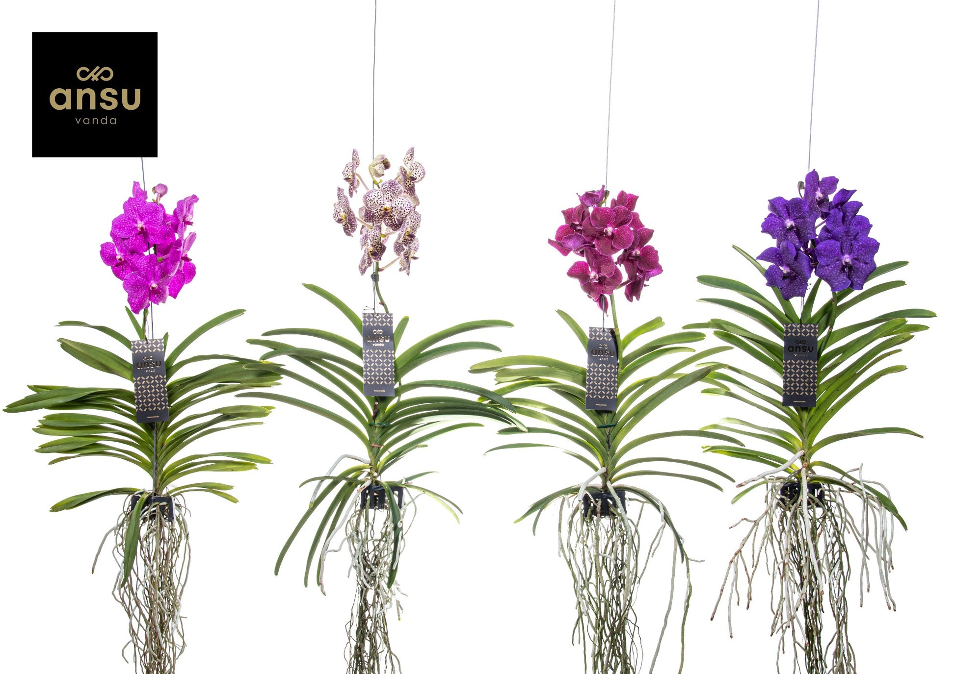 Vanda mix L 60cm 15cm Pot
