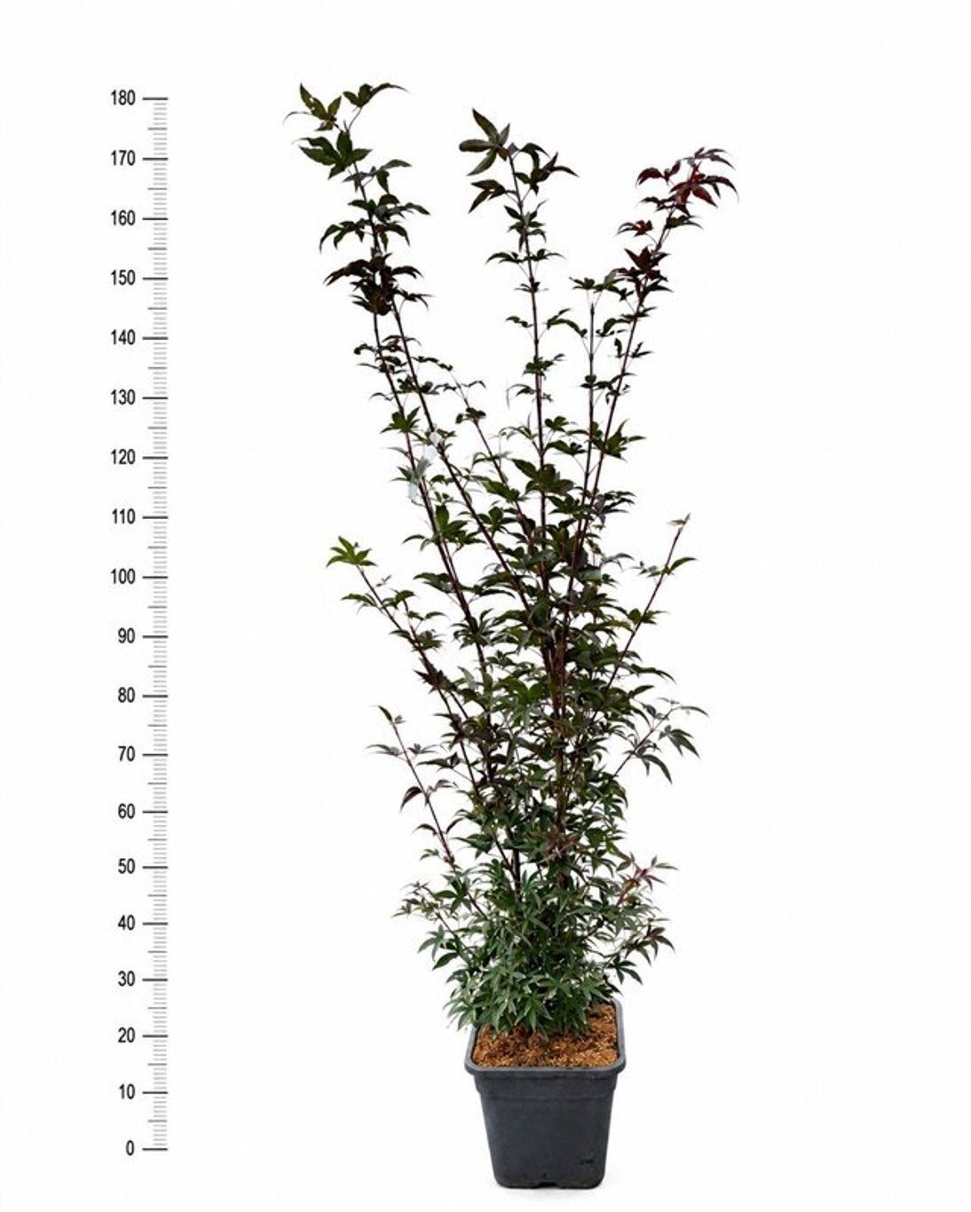 Acer palmatum 180cm 32cm Pot