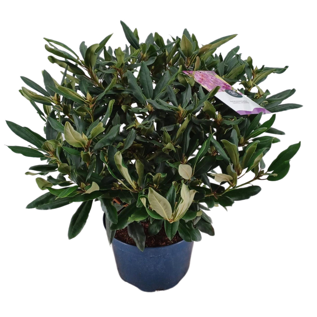 Rhododendron Marcel Menard 90cm 34cm Pot
