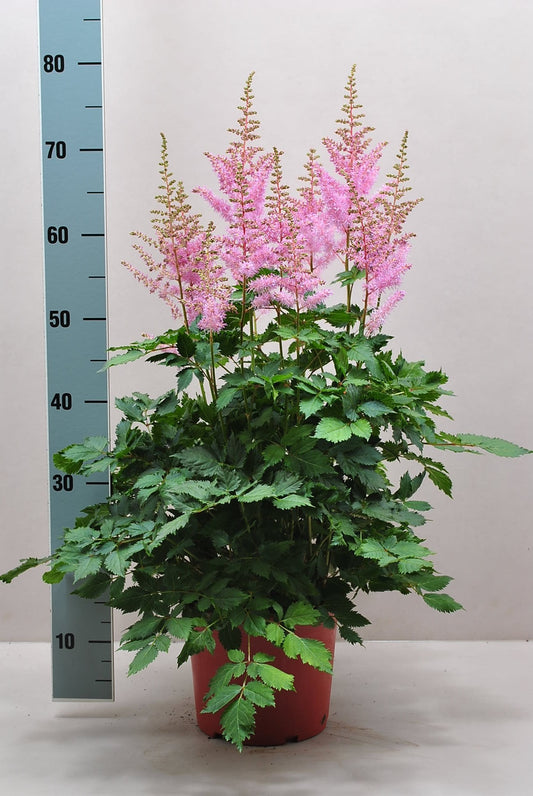 Astilbe ar. Ice Cream 80cm 21cm Pot
