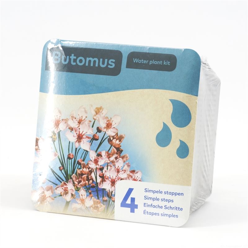 Waterplkw R. Moerings Butomus umbellatus Pack of 7