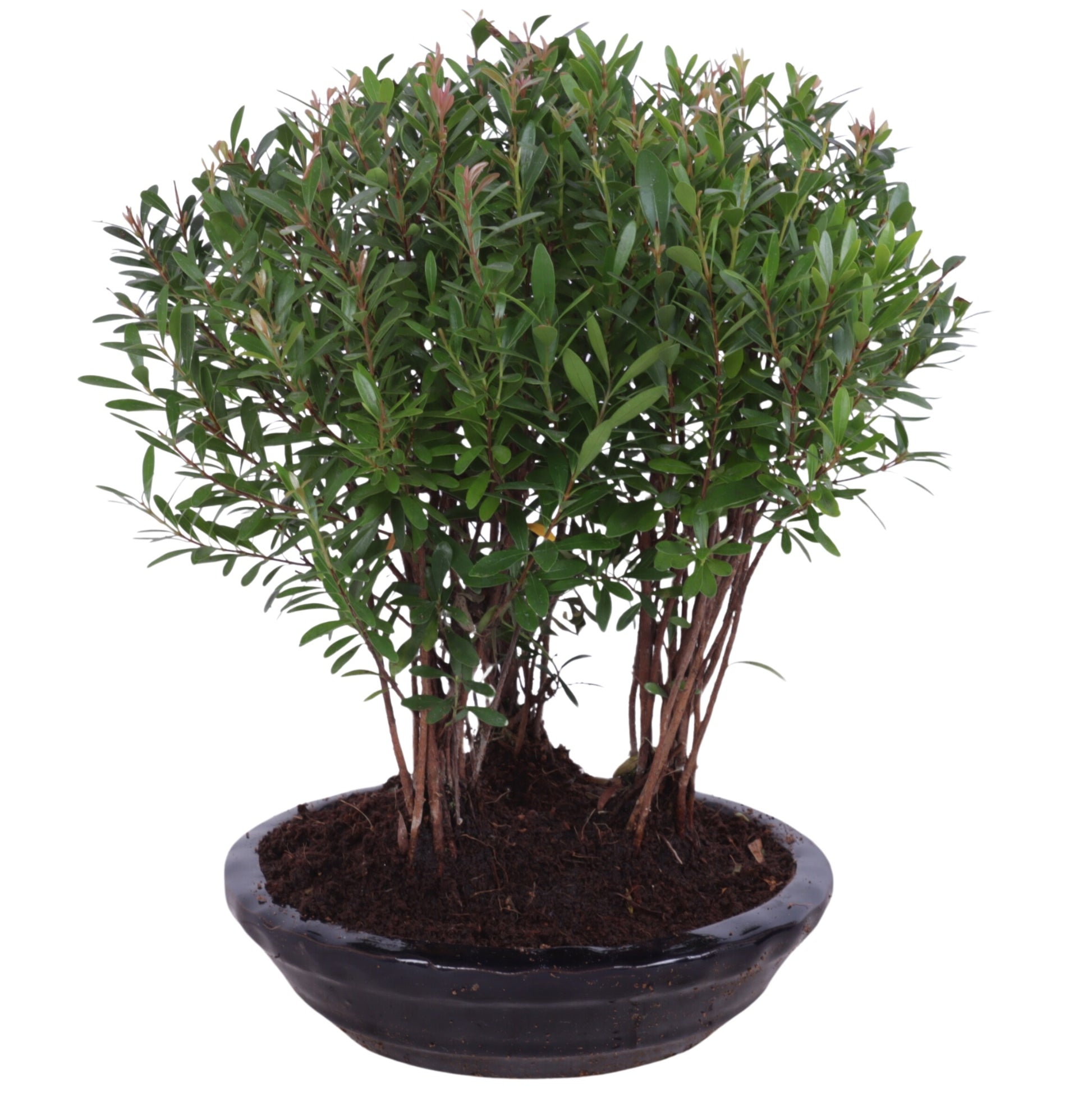 Bonsai Metasequoia Forest 30cm 16cm Pot