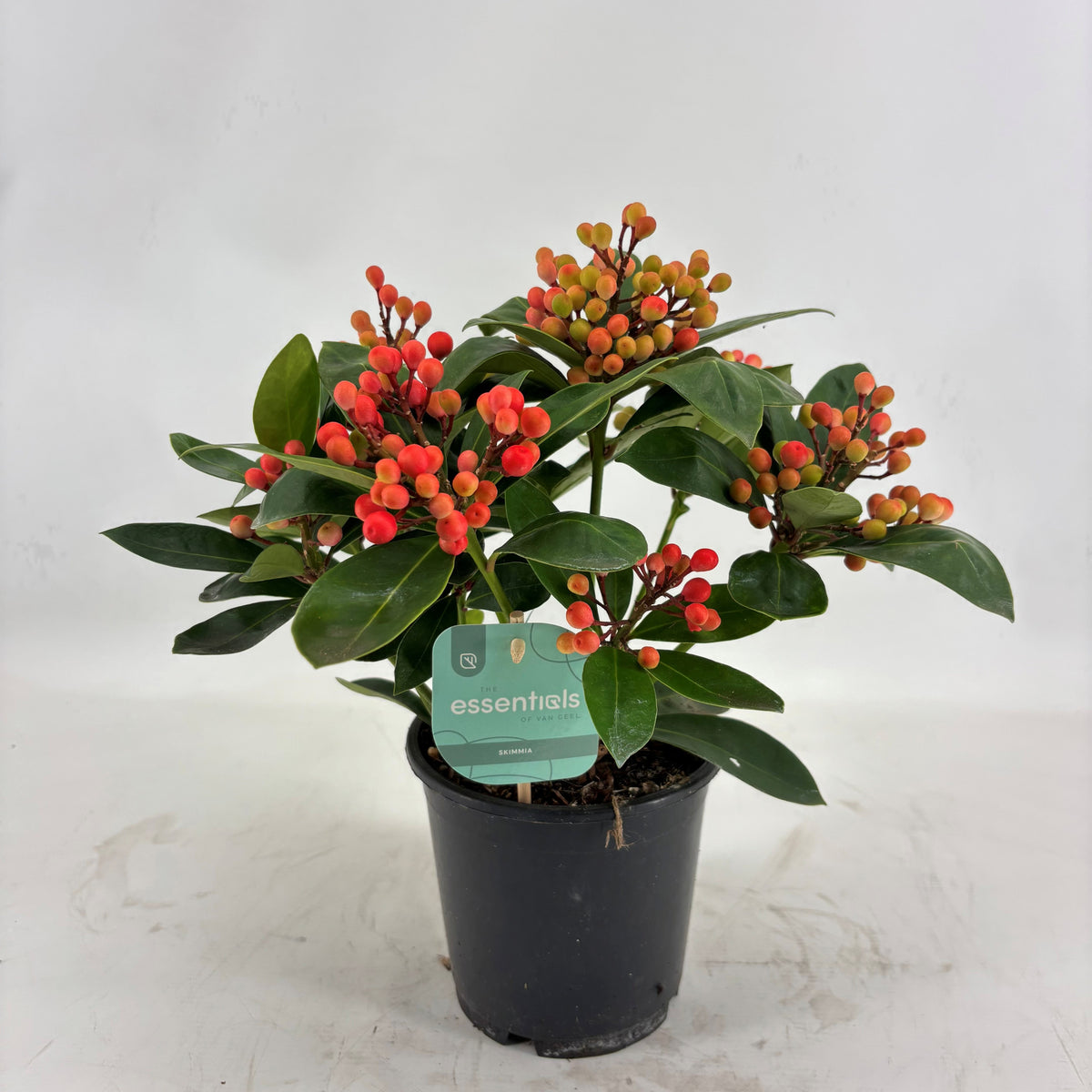 Skimmia japonica Obsession 35cm 15cm Pot