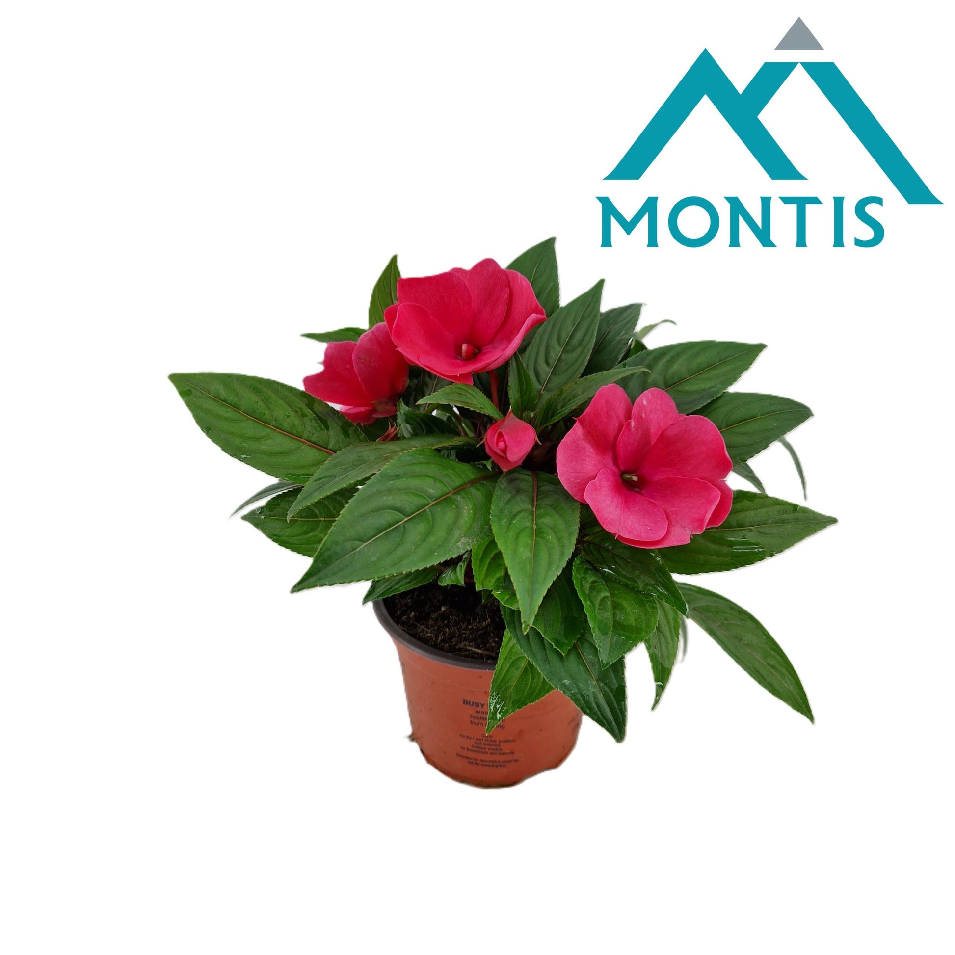 Impatiens ng. Colorpower Rose 25cm 13cm Pot