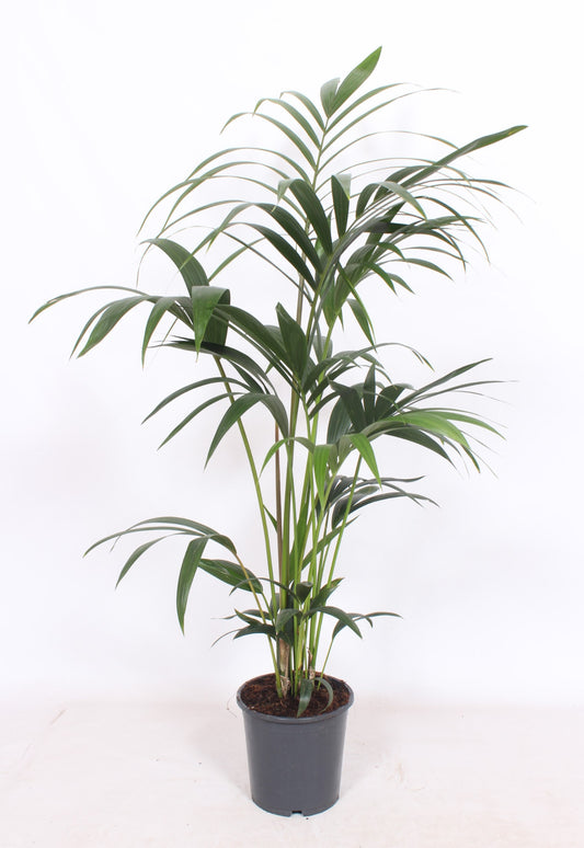 Howea forsteriana 120cm 21cm Pot