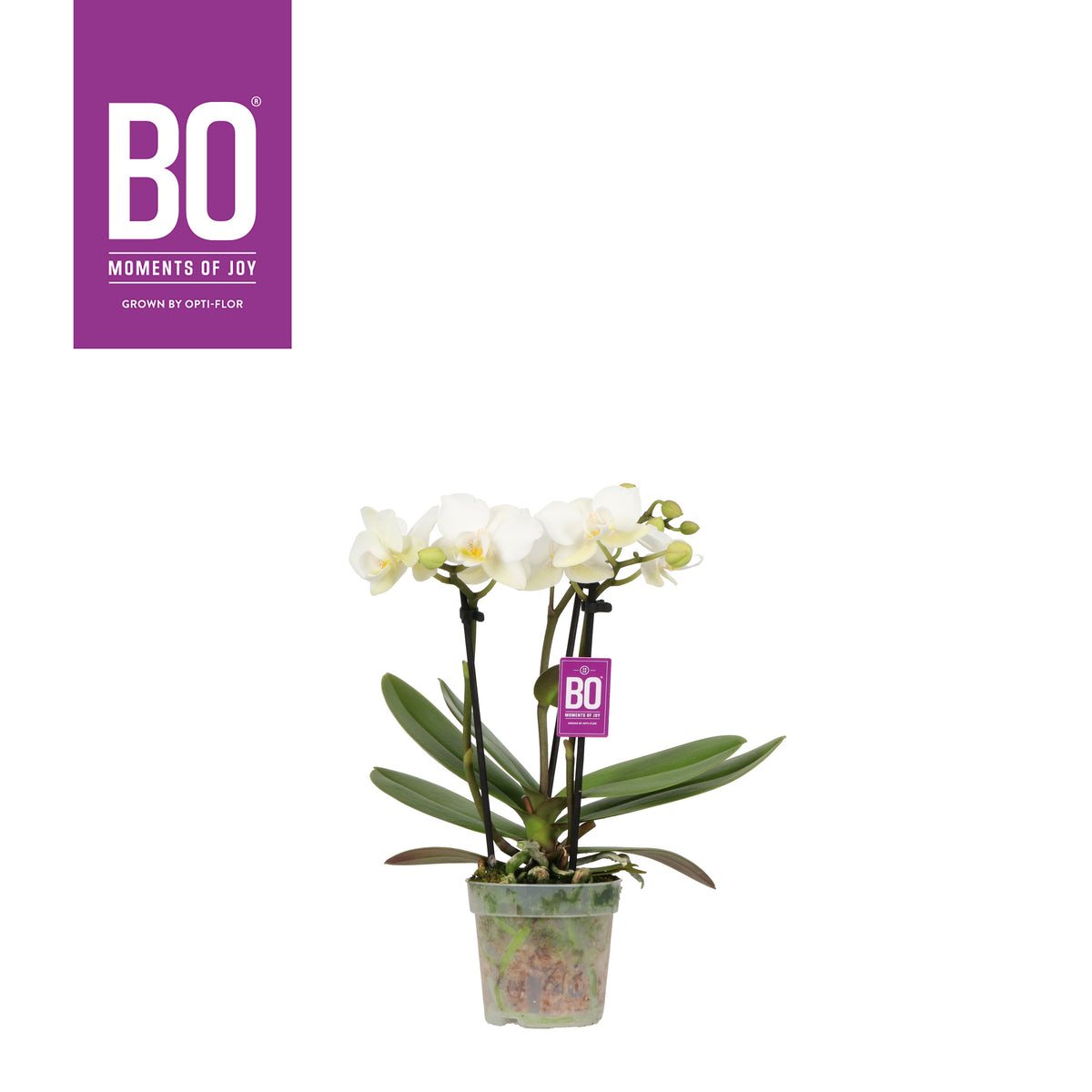 Phalaenopsis multiflora white 25cm 7cm Pot