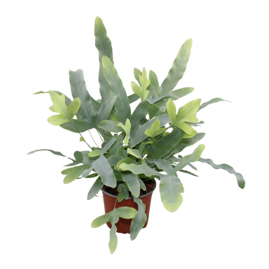 Jongenotter Potpl.kwekerij, Willem Phlebodium Blue Star Pack of 10