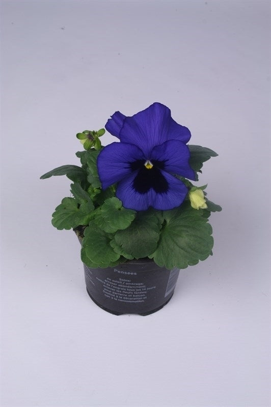Viola Delta Blue with Blotch 15cm 9cm Pot