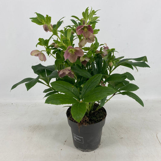 Helleborus orientalis 50cm 15cm Pot