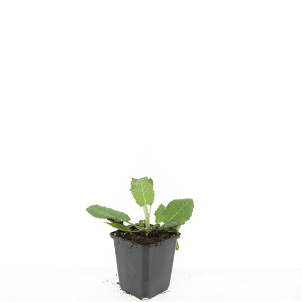 Salvia nem. Mainacht 5cm 9cm Pot