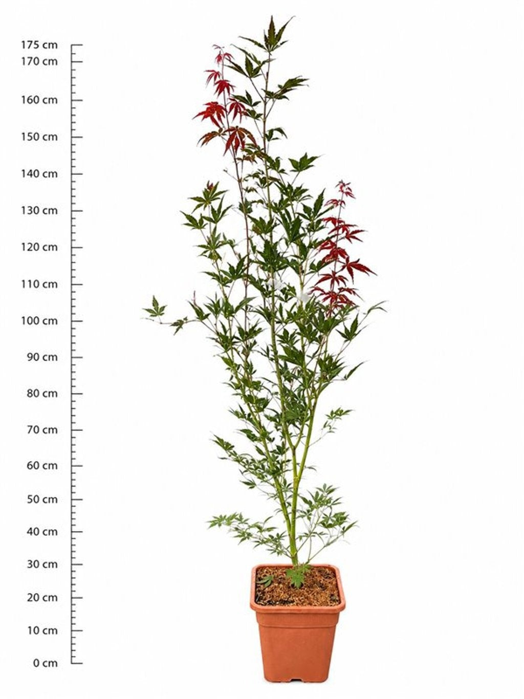 Acer Sumi-Nagashi 180cm 32cm Pot