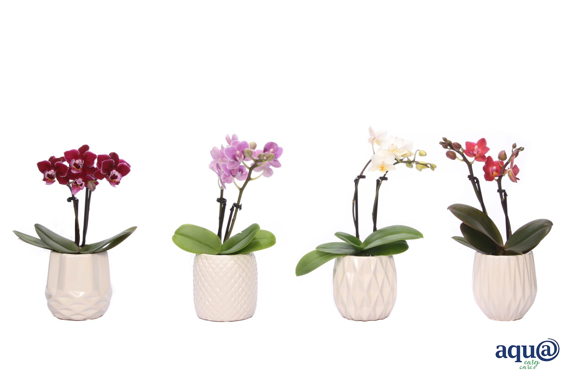 Phalaenopsis hybrid 17cm 6cm Pot