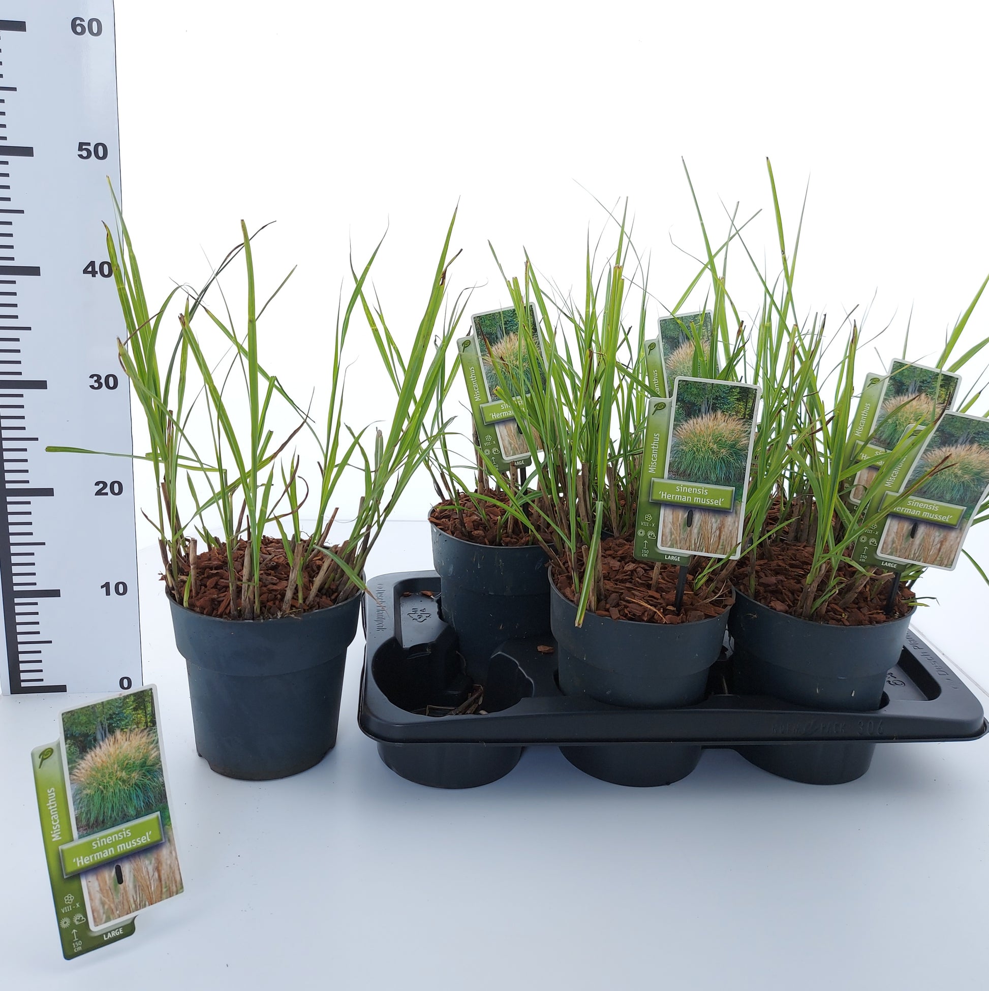 Miscanthus sinensis 35cm 17cm Pot