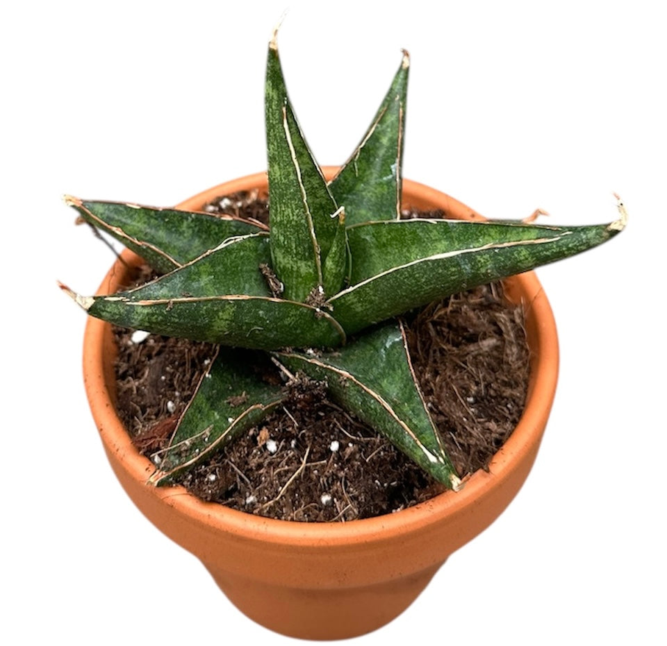 J.M. Plants, Kwekerij Sansevieria Pack of 14