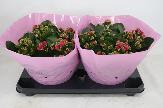 Kalanchoe Calandiva Boccara 27cm 23cm Pot