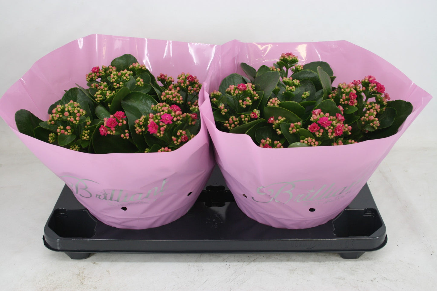 Olsthoorn & Zn BV, Tinus Kalanchoe Calandiva Boccara Pack of 1