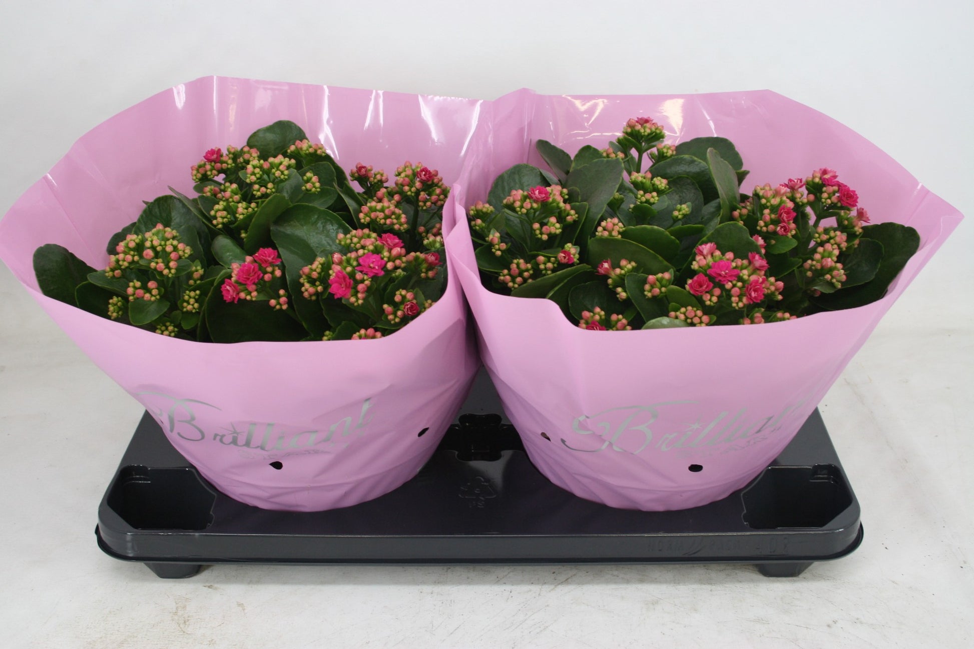 Olsthoorn & Zn BV, Tinus Kalanchoe Calandiva Boccara Pack of 1