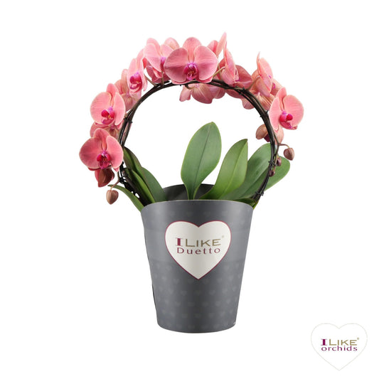 Phalaenopsis orange 60cm 17cm Pot