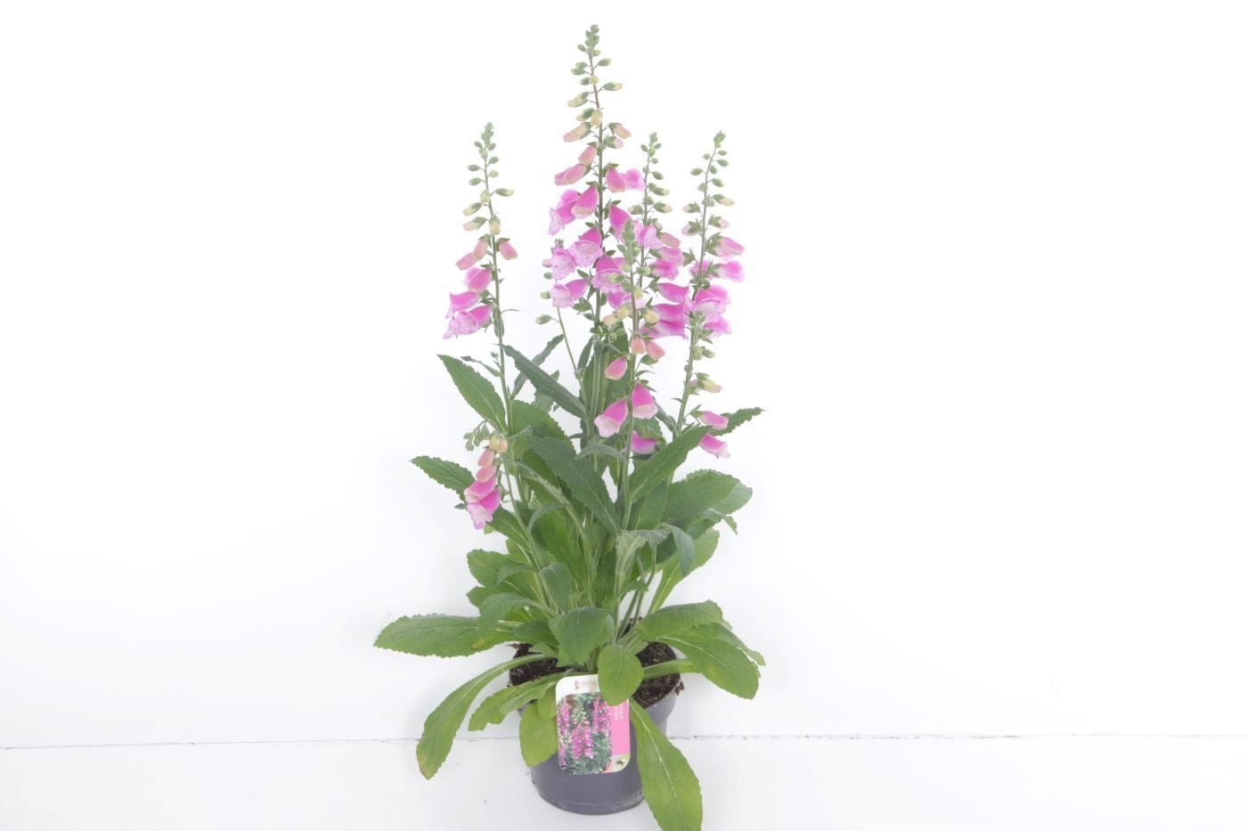 Digitalis pur. Hanabee Rose 60cm 17cm Pot