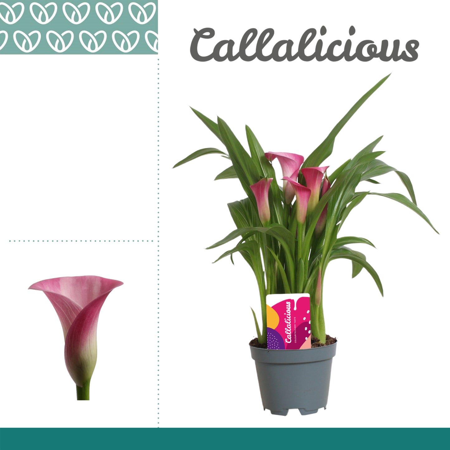 Zantedeschia Zazu 25cm 510cm Pot